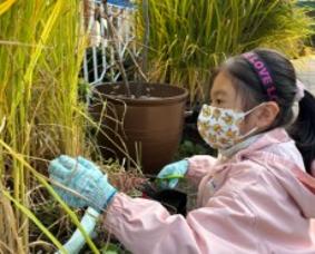 꼬마농부<벼수확>